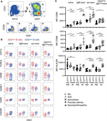 The Antigen Presenting Potential of CD21low B Cells